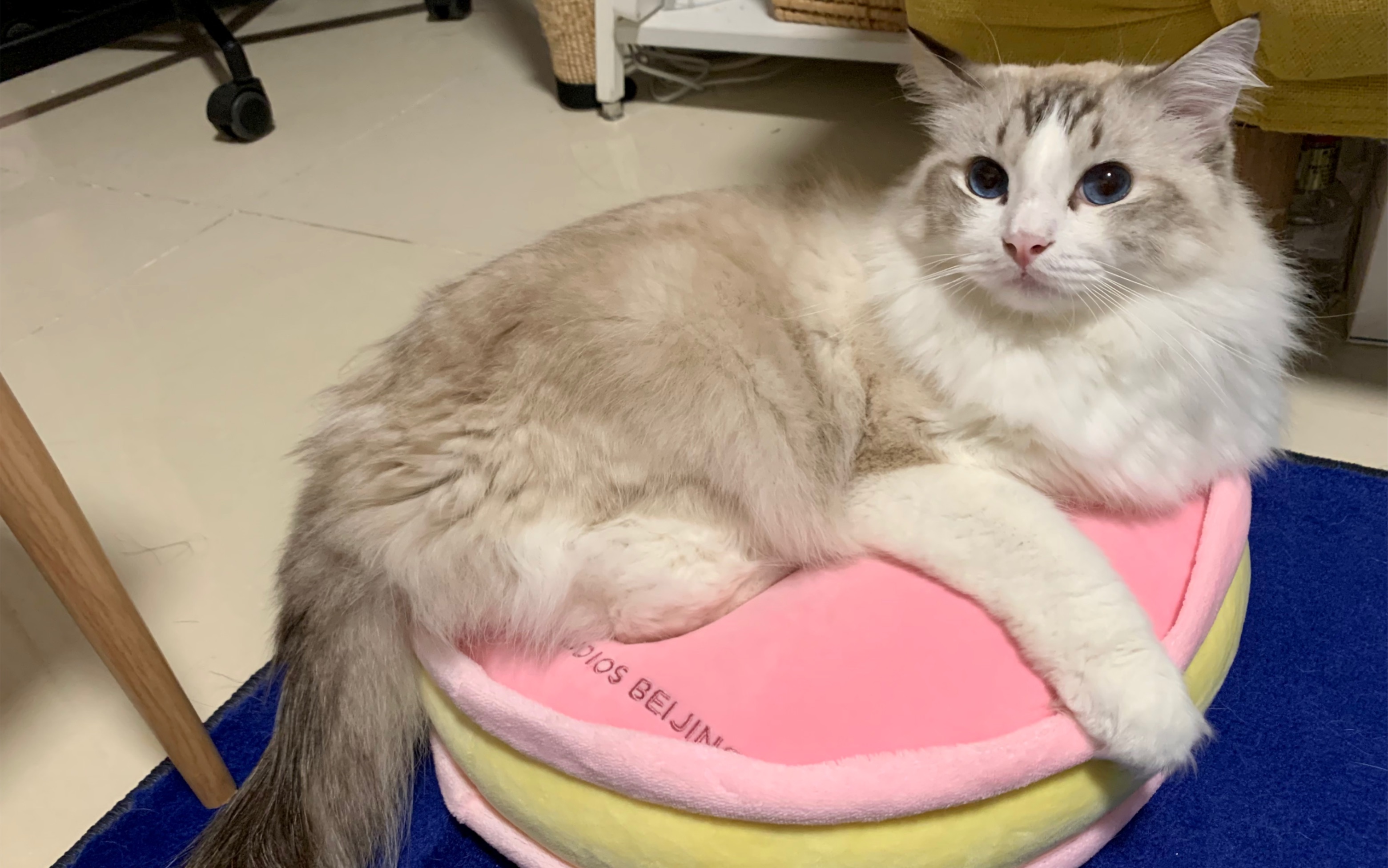 布偶猫nono酱的疯狂踩奶鬼畜