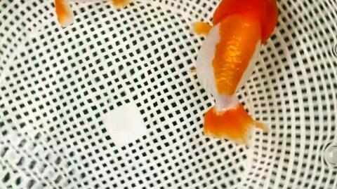 汗如雨下 今日份工作 继续给鱼友们挑特色小红白 哔哩哔哩