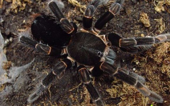 哥斯达黎加黑丝绒捕鸟蜘蛛megaphobemapeterklaasi