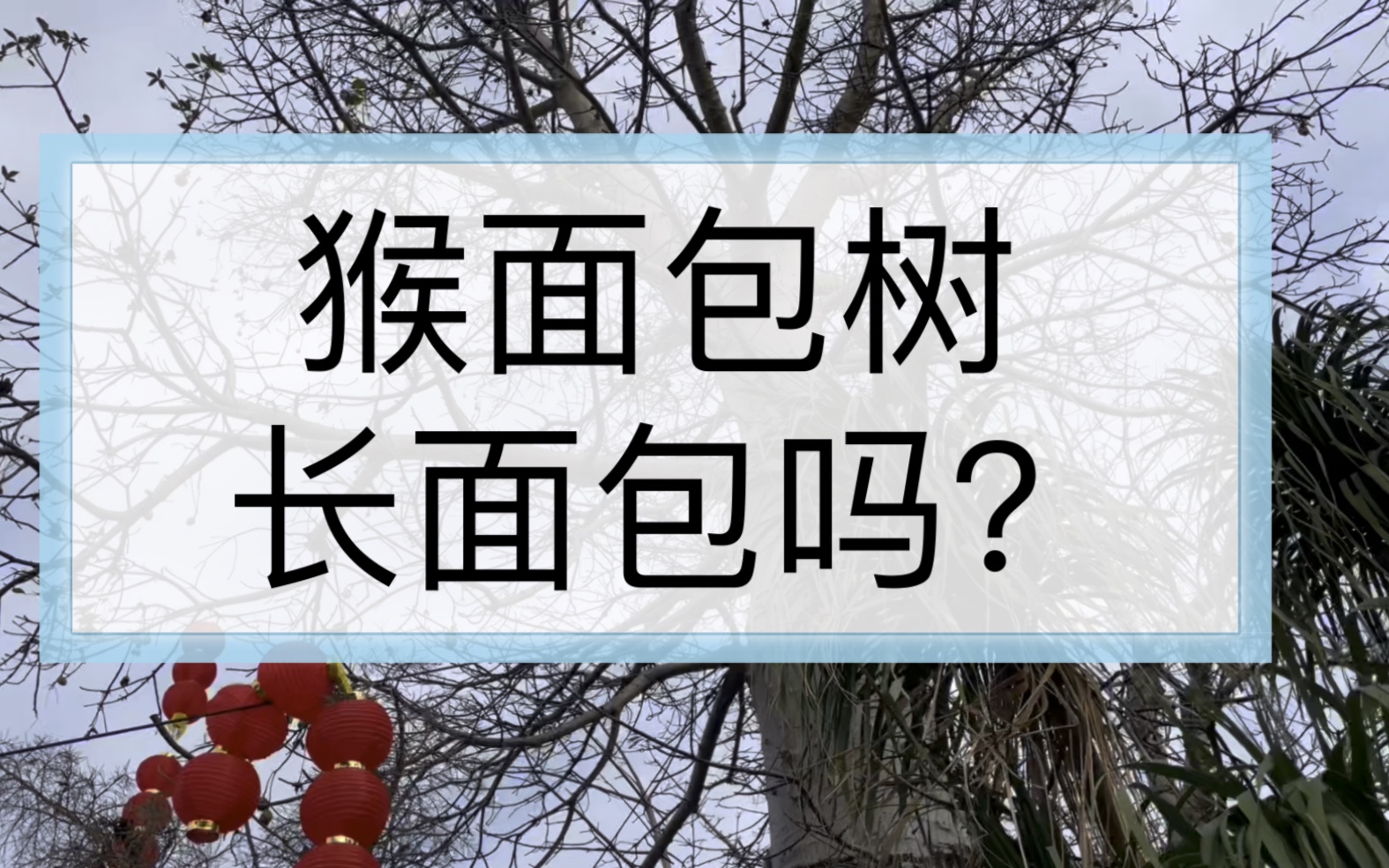 猴面包树~长面包吗?狐猴喜欢的猴面包原来长这样.还有瓶干树和象腿树,等你们一起来关注.哔哩哔哩bilibili