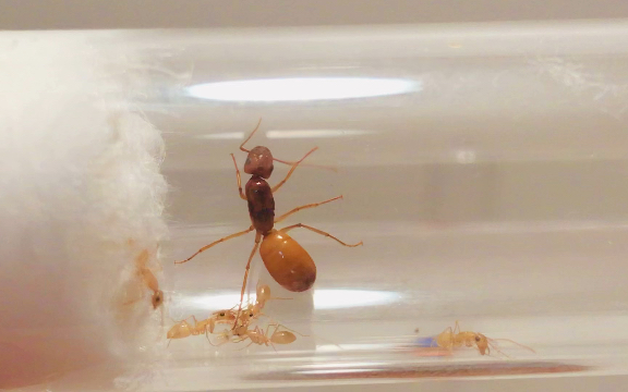 最后一窝红金(黑金)弓背蚁_哔哩哔哩_bilibili