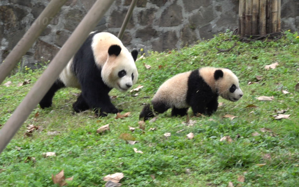 【大熊猫禄禄】禄禄跟娃玩的好起劲,自己也是大宝宝