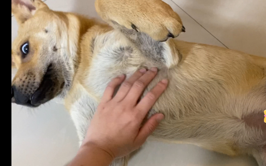 猫猫有刺挠,狗狗有痒痒肉