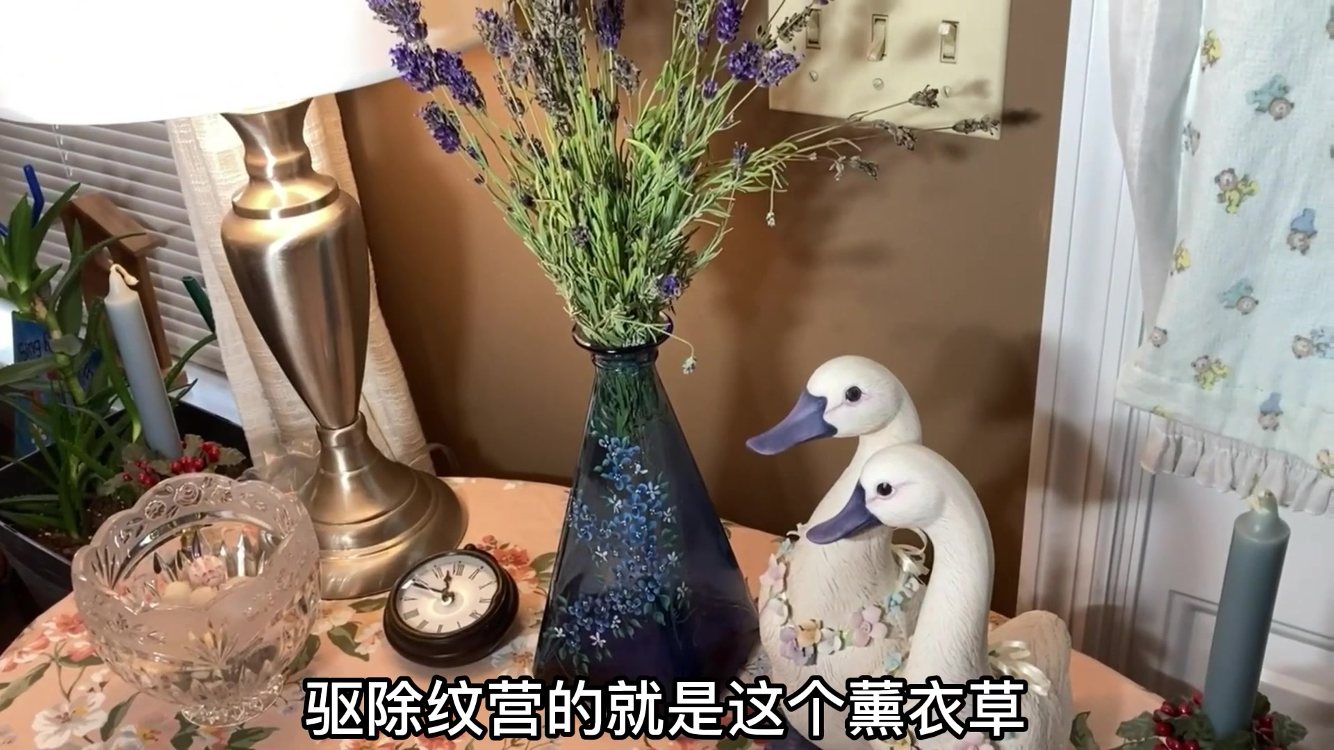 室内植物!推荐和建议室内植物大全!哔哩哔哩bilibili