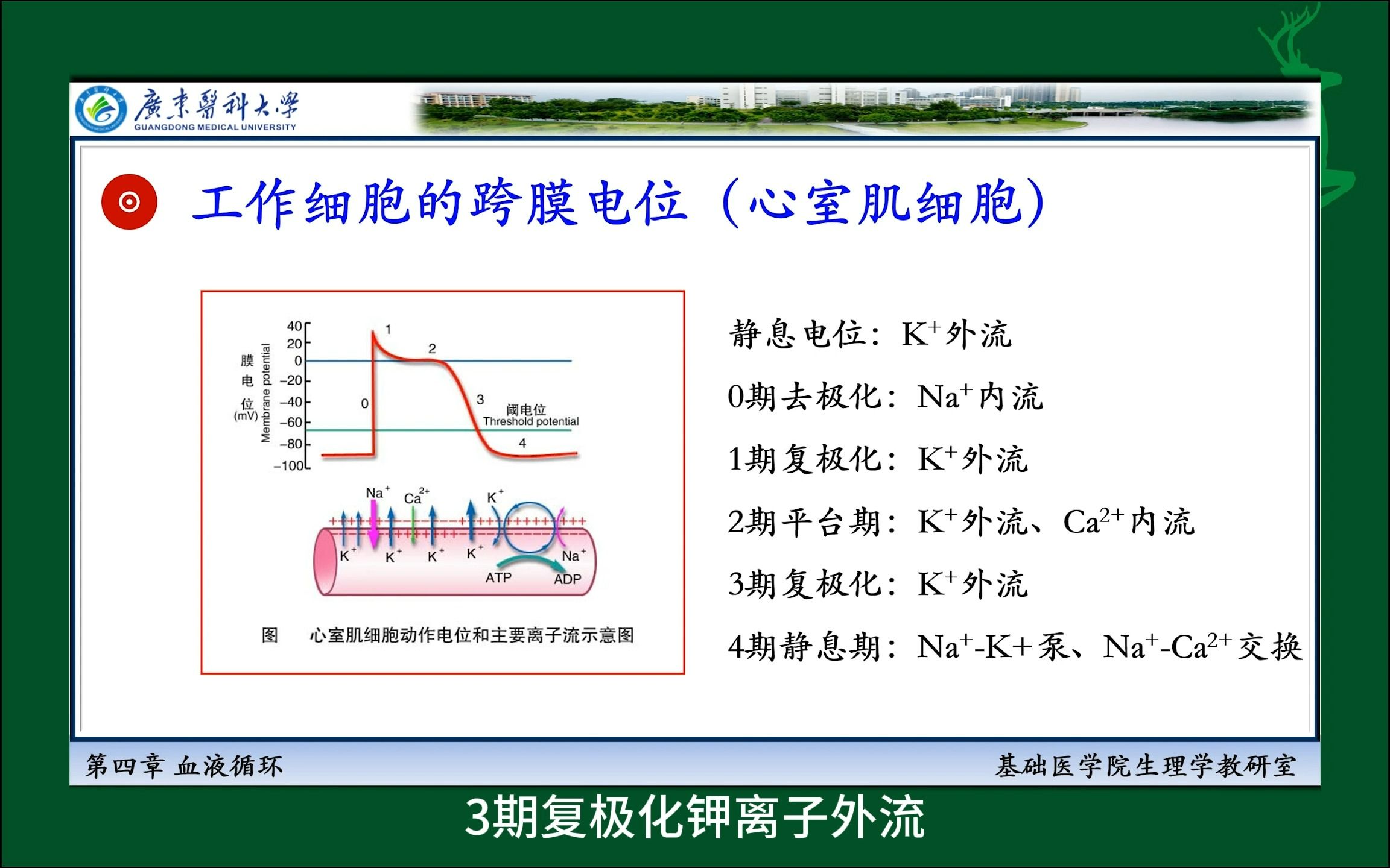 #心室肌细胞的动作电位#心脏电活动#人体生理学#医学科普哔哩哔哩bilibili