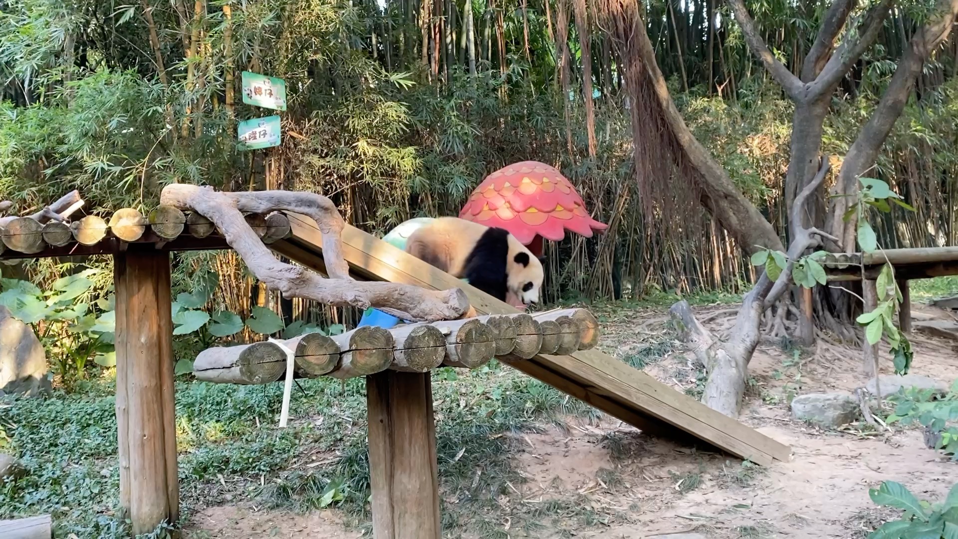 熊猫在耍滑梯,好可爱!