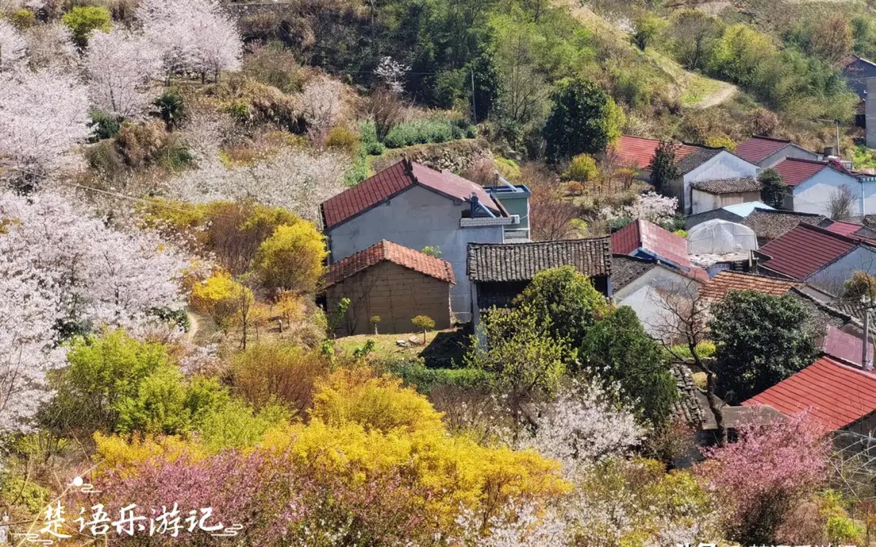 嵊州有一片千亩山地樱花林,和古村相映成趣,美如诗画却少有人来哔哩哔哩bilibili