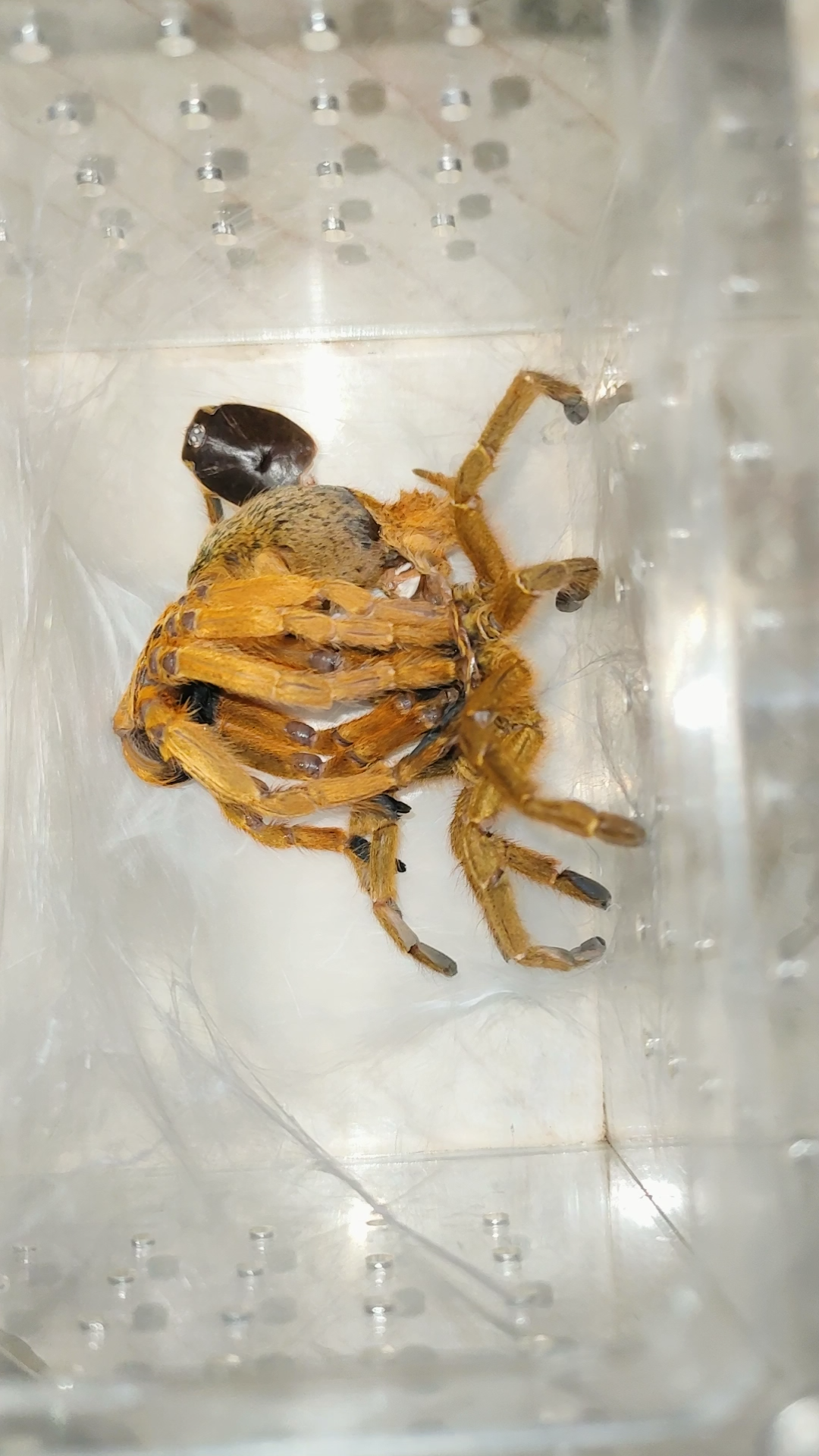 随手拍了一下橙巴布捕鸟蛛的蜕皮,太慢了_哔哩哔哩_bilibili