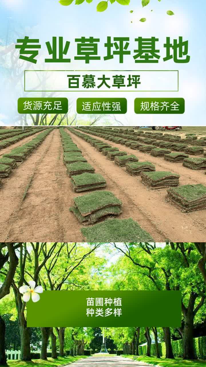 福建百慕大草坪块 百慕大草坪生产基地哔哩哔哩bilibili