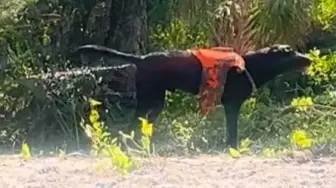盐水摄入过多导致爆发性腹泻的小狗