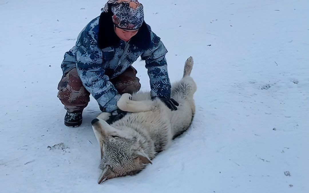 【转载】21年1月24号"我在新疆养狼"直播录像