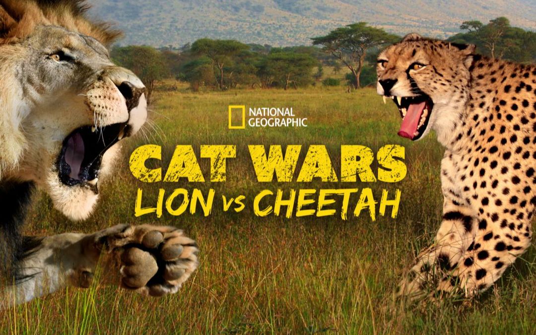 猫科大战:狮子vs猎豹 cat wars lion vs cheetah