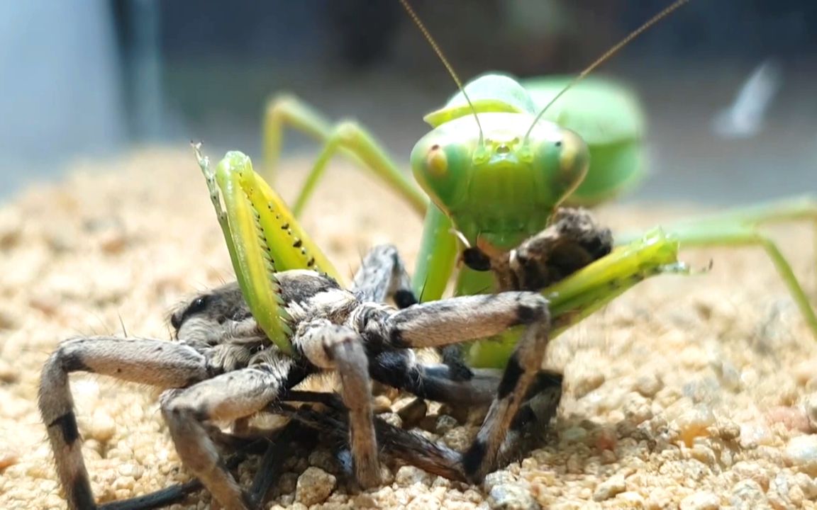 螳螂:这是一只肥美多汁的狼蛛_哔哩哔哩_bilibili