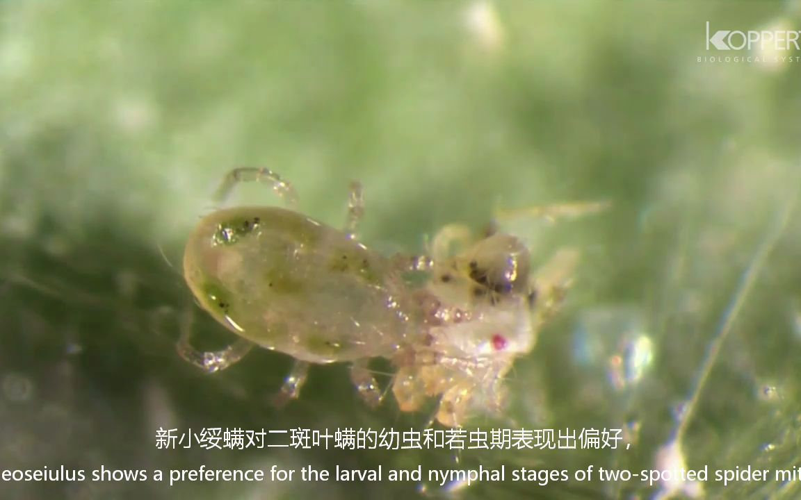 叶螨的生物防治加州新小绥螨Biological control of spider mite  Neoseiulus californicus哔哩哔哩bilibili