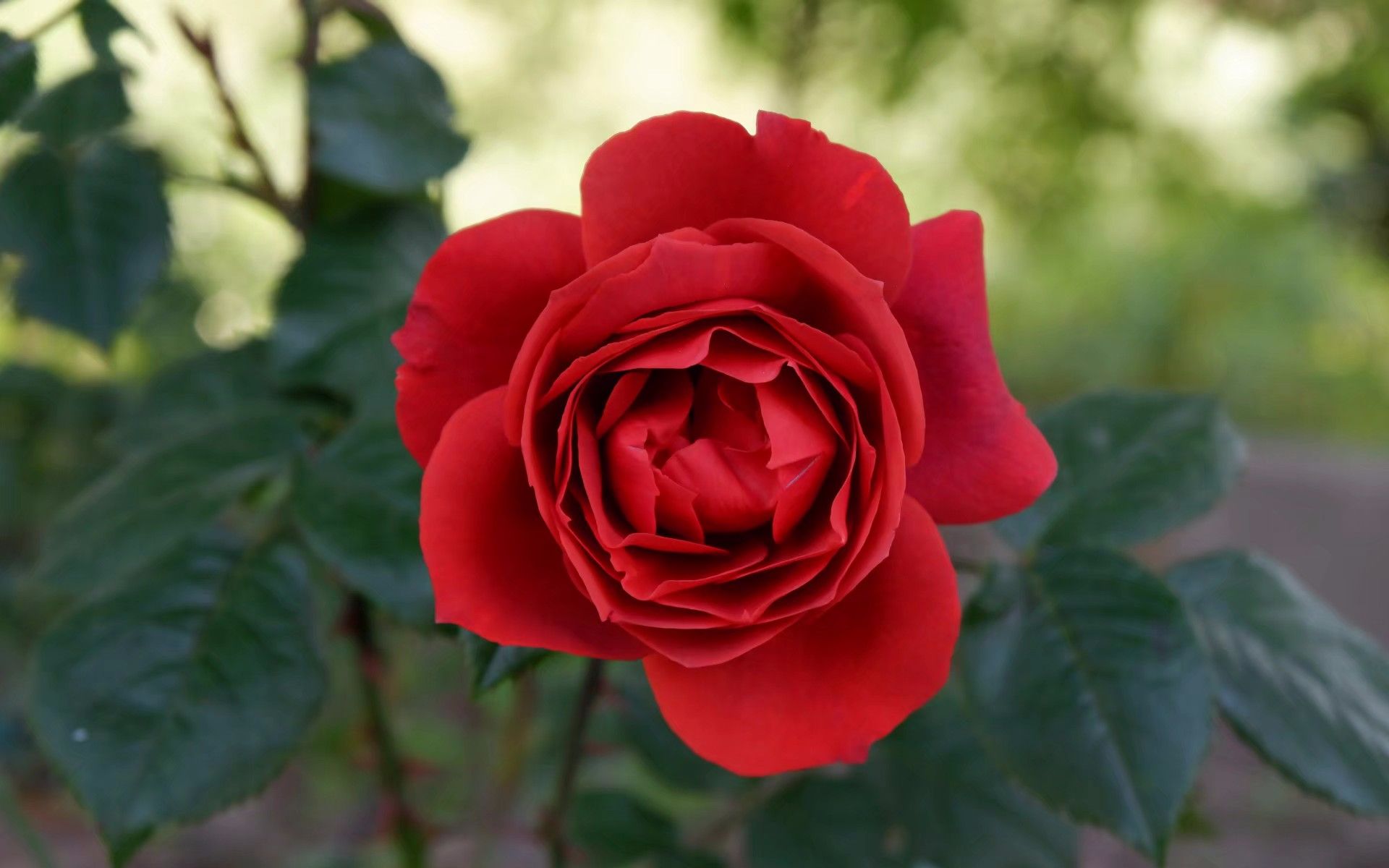 【植物】月季——火热巧克力_哔哩哔哩 (゜-゜)つロ 干杯~-bilibili