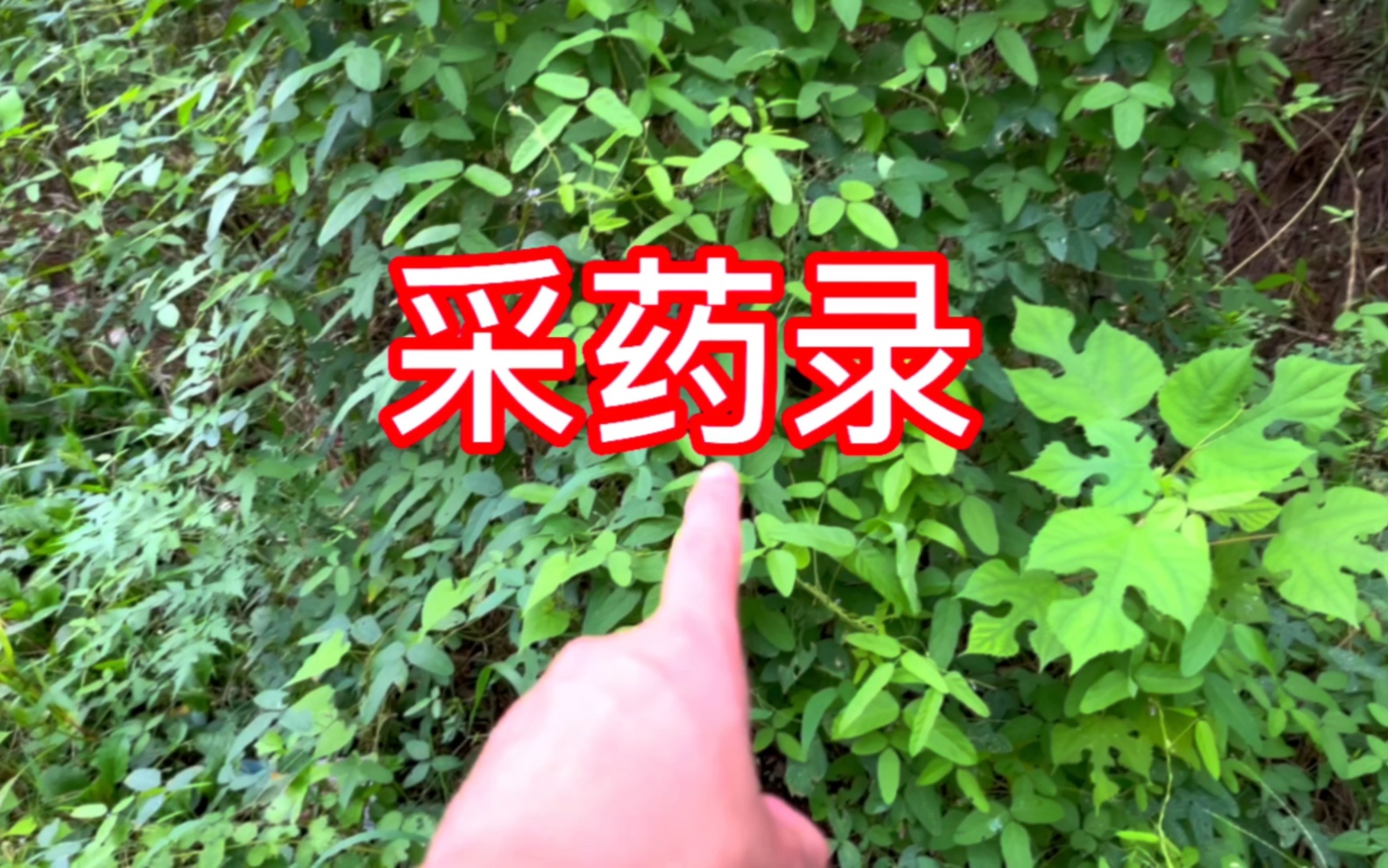 【采药录】快速识别多种中草药!哔哩哔哩bilibili