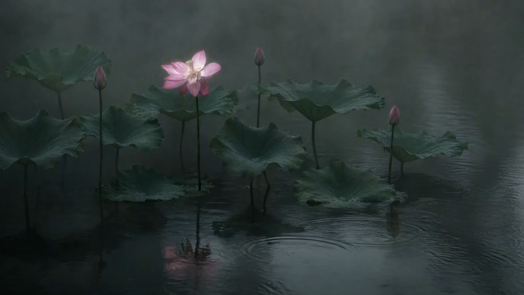 『一盏粉莲入烟雨』・古琴琵琶与荷塘雨声  静心冥想/禅修/正念/坐忘/专注/放松/助眠