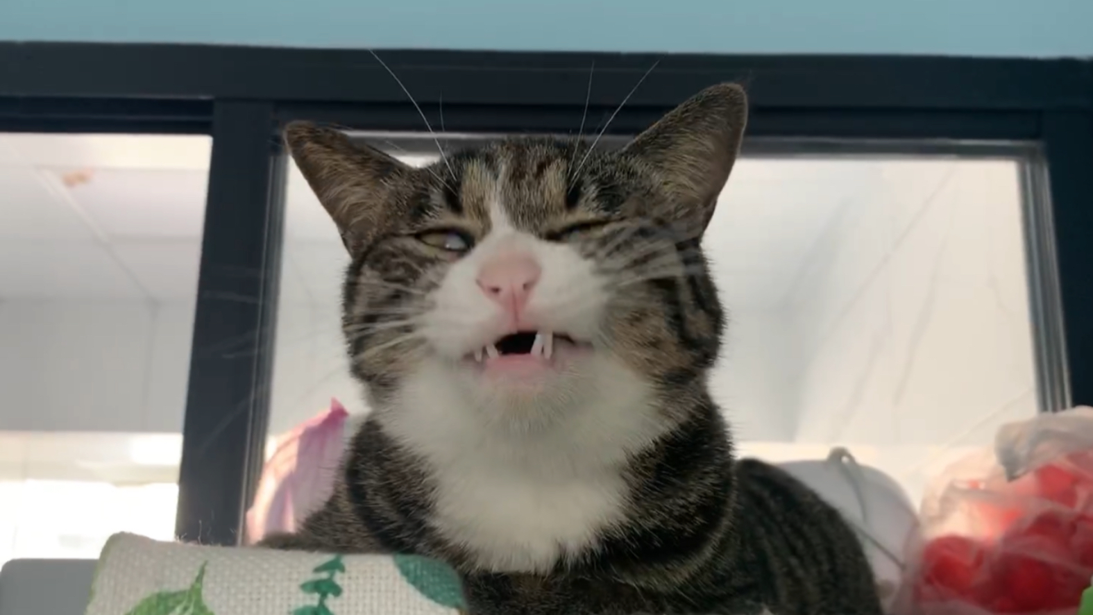 每天都被猫大佬监工!核善的眼神!