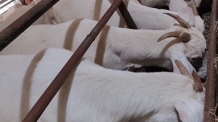 美国白山羊,一年两窝,适应南北方地区饲养