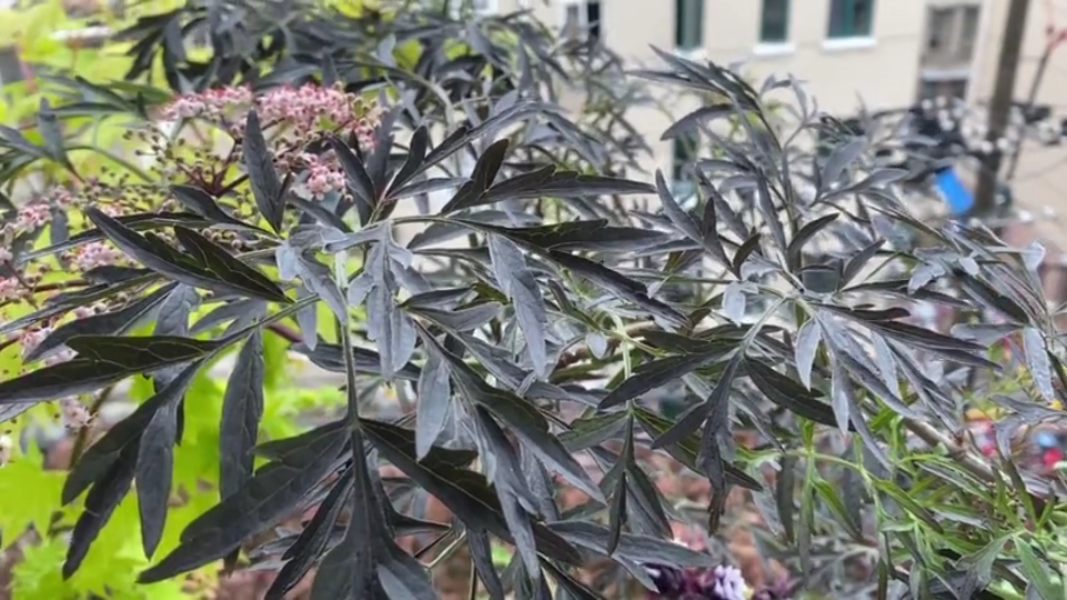 疫情宅家看花花 之 【黑叶接骨木--黑色蕾丝】封控第二十三天~最后附