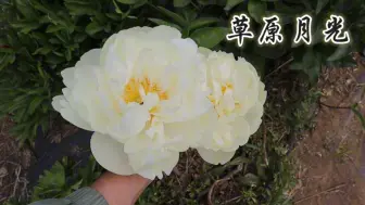 Download Video: 你有见过哪些黄色的芍药呢?草原月光它来咯