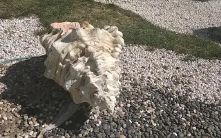 洲悠花 哔哩哔哩 Bilibili