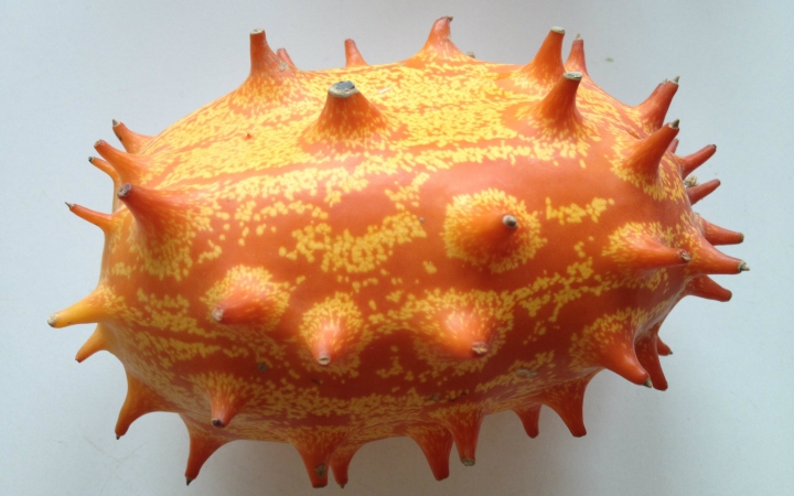 非洲刺角瓜,你心动了吗?