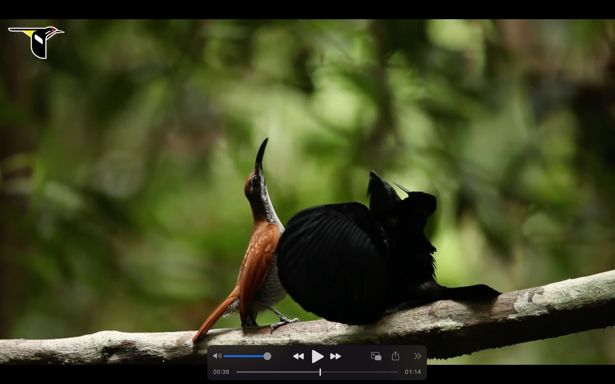 极乐鸟系列03丽色掩鼻风鸟