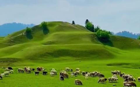 [图]世界四大草原之一的锡林郭勒大草原