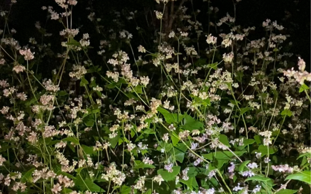 [图]荞麦花也被叫做恋人花，花语是恋人，将它送给自己喜欢的人，可以表示对方是你想相守的恋人，你想送给谁呢？