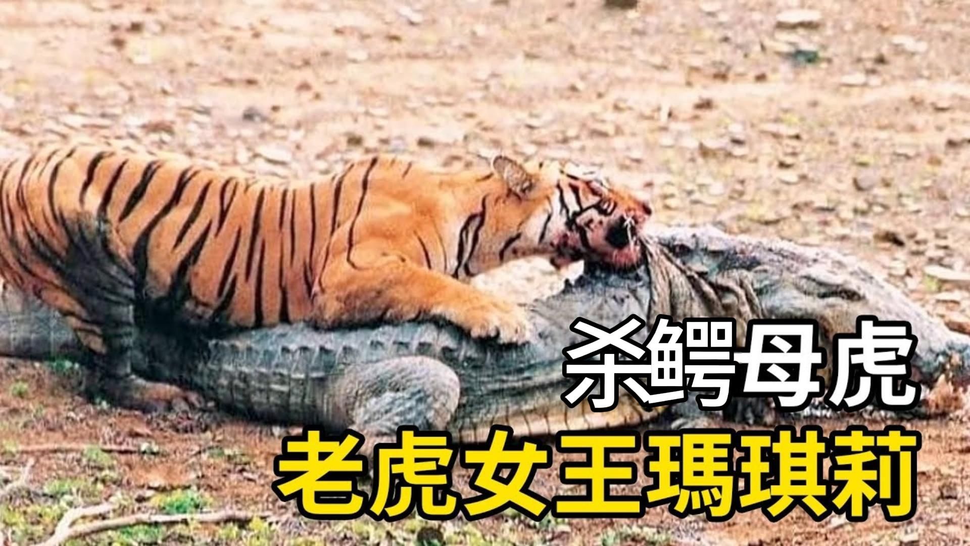 因大战鳄鱼而出名,老虎女王玛琪莉