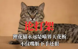 Download Video: 论打架，狸花猫永远是喵界天花板，不仅嘴脏下手还狠。