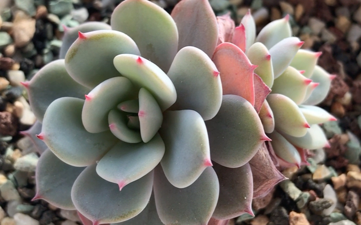 多肉植物 劳雪 母本为雪莲 父本为劳伦斯 叶卵形 前端阔 急尖 披粉 粉