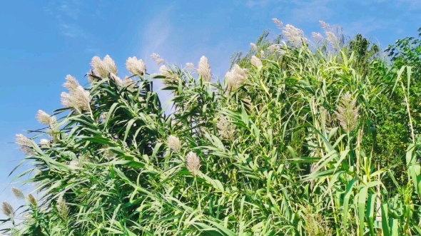 一片好看的芦竹