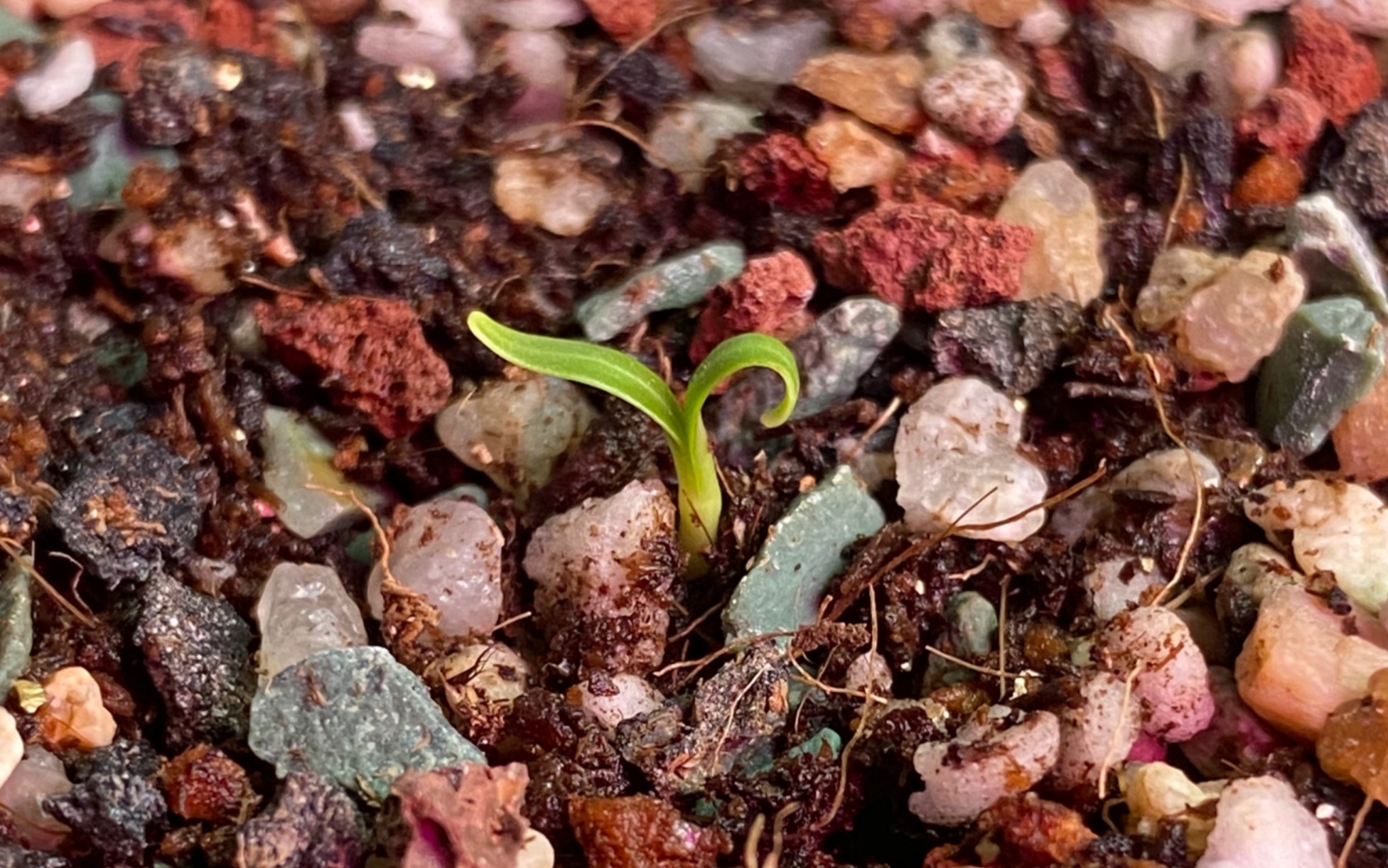 [图]秋曼德拉草种植过程记录