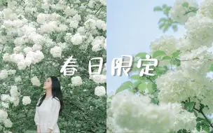 Video herunterladen: 木绣球这么拍也太温柔了吧☁️好爱春天！