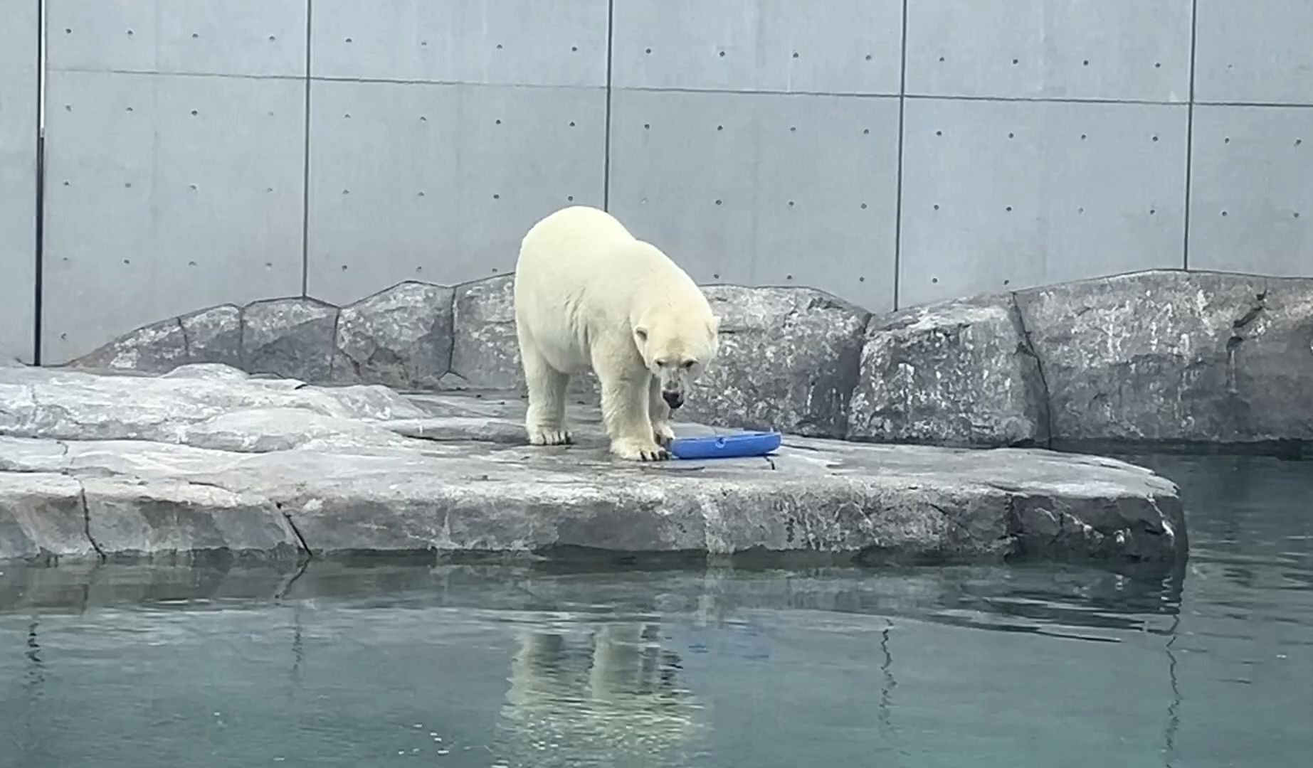 札幌市圆山动物园图片