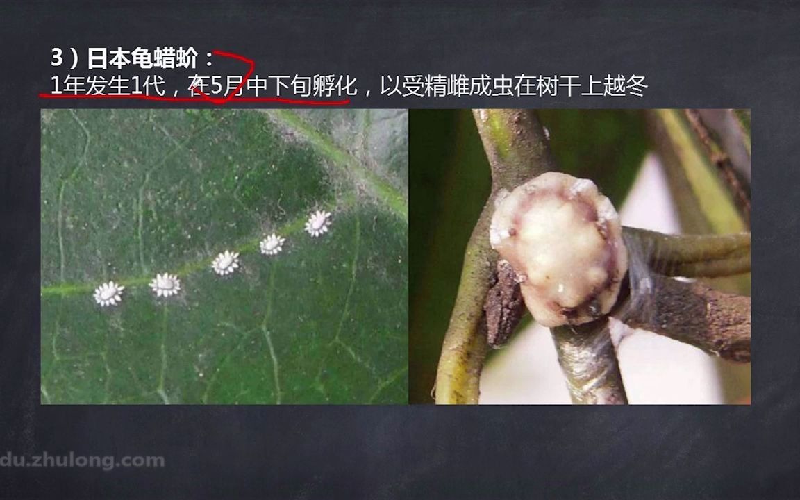 [图]课时65-园林植物病虫害防治（上）-28_00