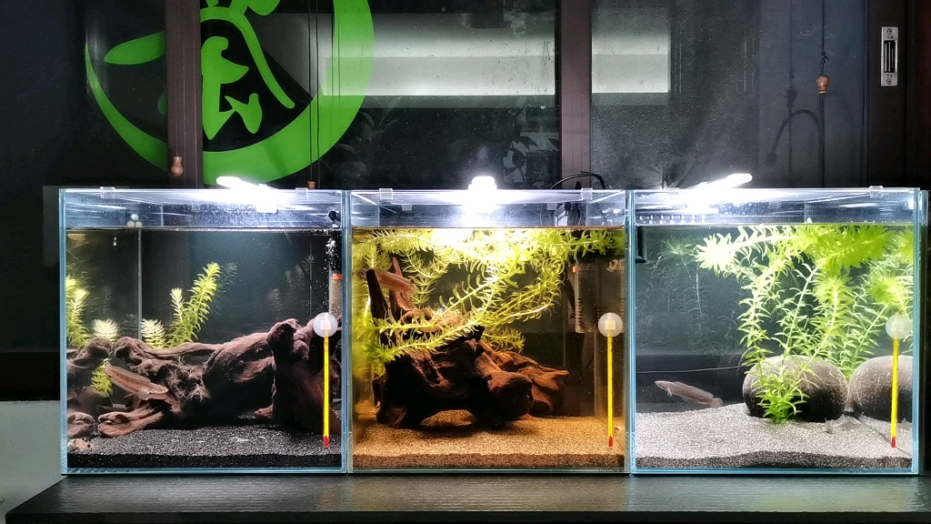 新开三个阿萨姆雷龙30方缸