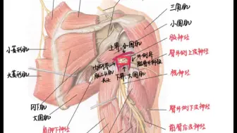 Скачать видео: 解剖学名词 三边孔和四边孔