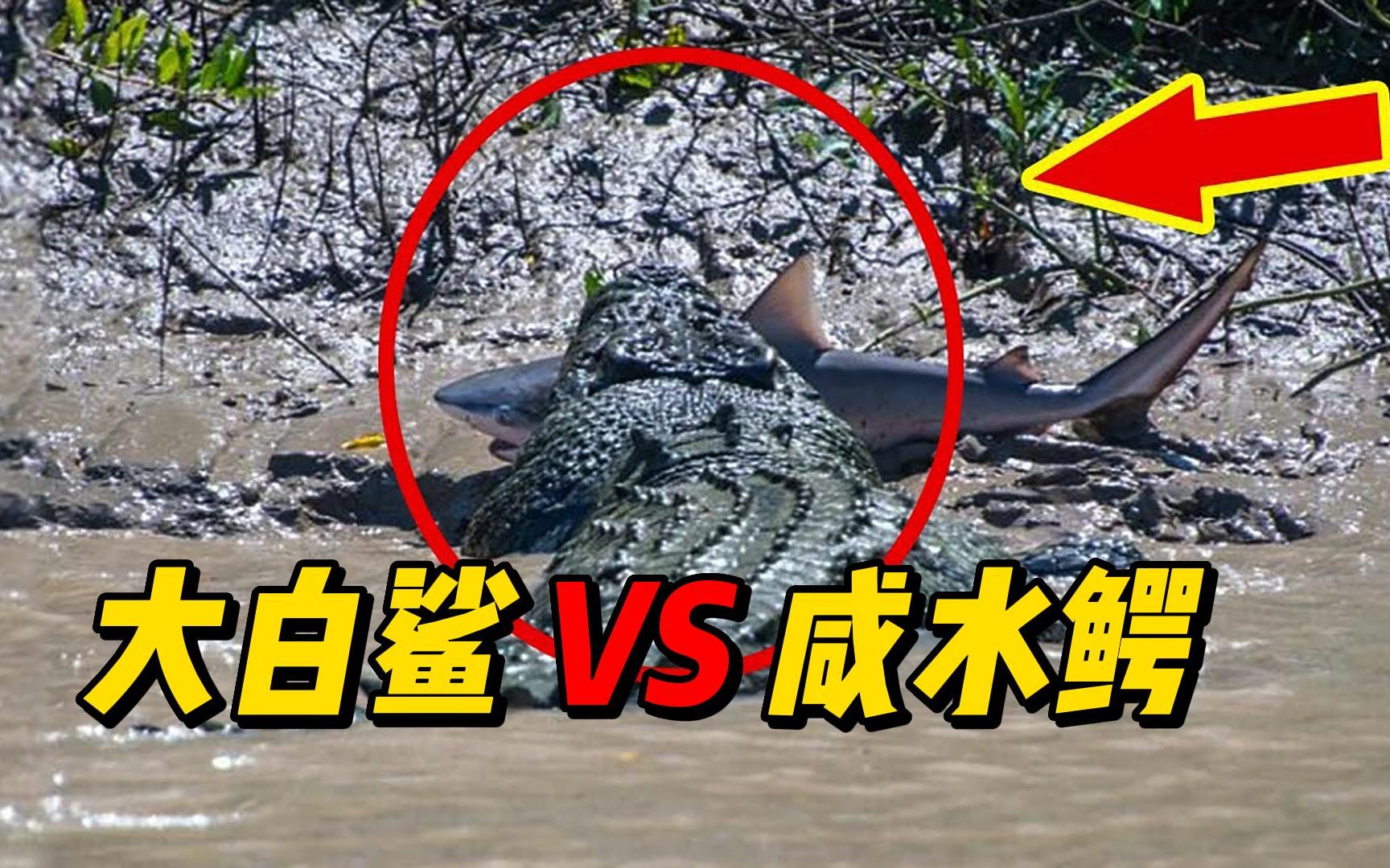 大白鲨vs咸水鳄,双方都想偷袭伏击!到底谁是王者