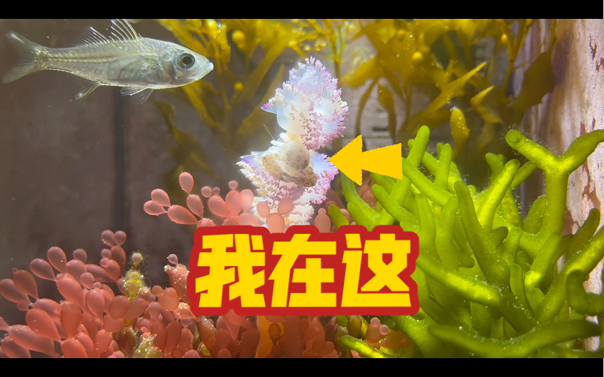 【海缸】可可爱爱三叶小瓷蟹