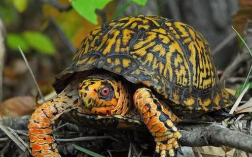 【东部箱龟】赏析,北美黄缘闭壳龟23( 6408000206ω64