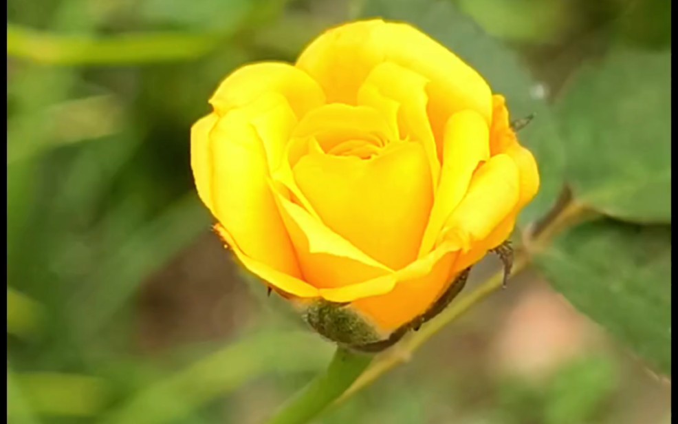 [图]路边的黄玫瑰，繁荣依旧。花开不只因为阳光的关怀，更因为内心的坚韧和美丽。执着如黄玫瑰，不论遇到多少困难，只要坚持，黄色的温暖就会永远伴随。持之以恒，方得美艳。