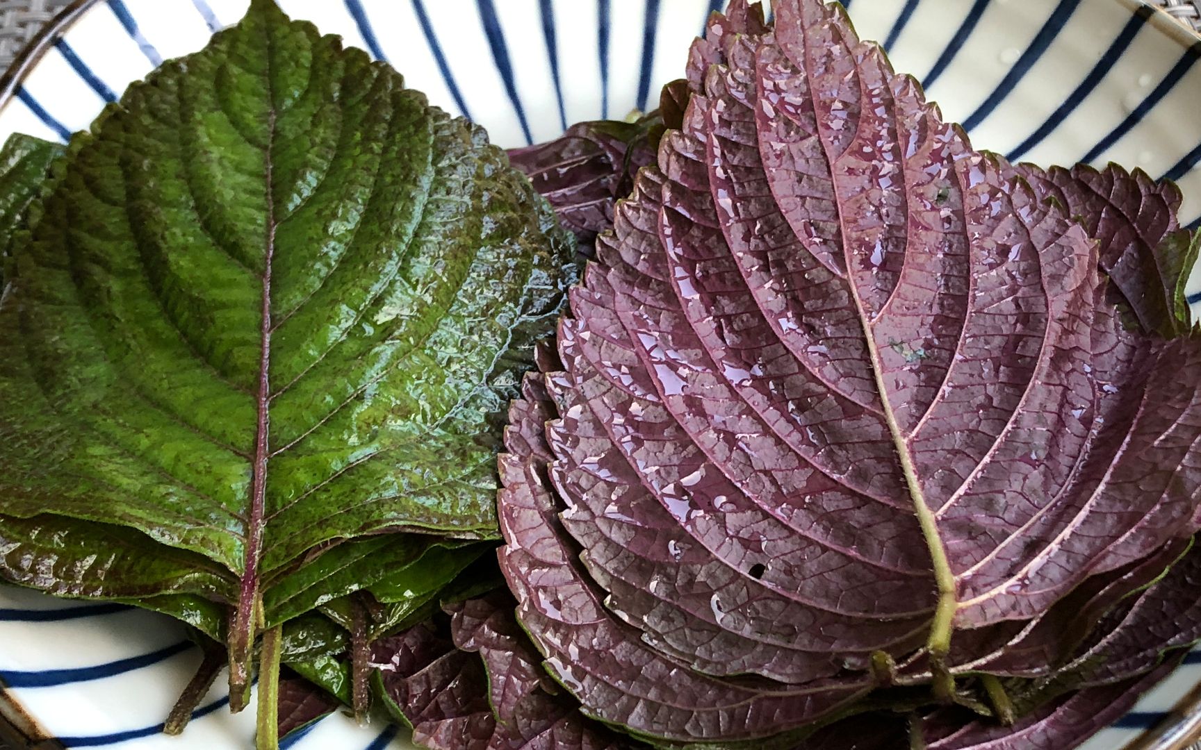 紫苏叶泡脚的功效与作用(紫苏叶泡脚,舒缓疲劳,促进血液循环)