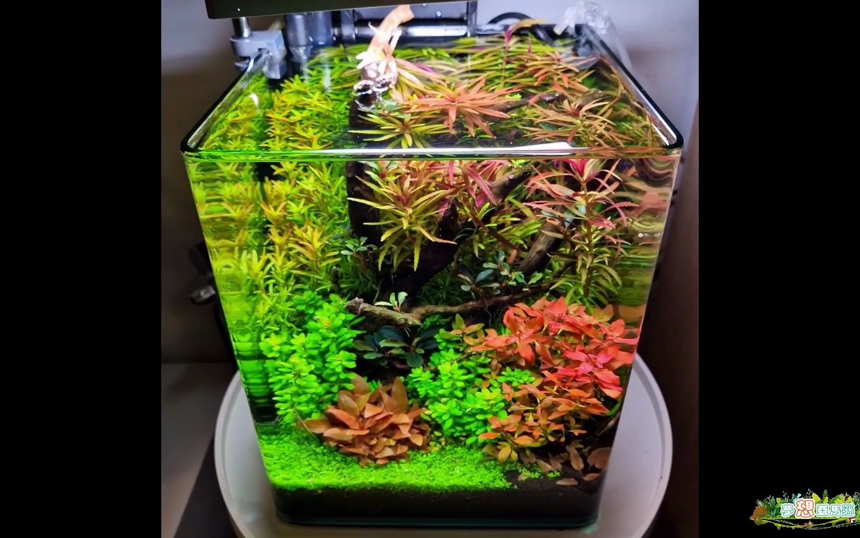 草缸 迷你水草缸