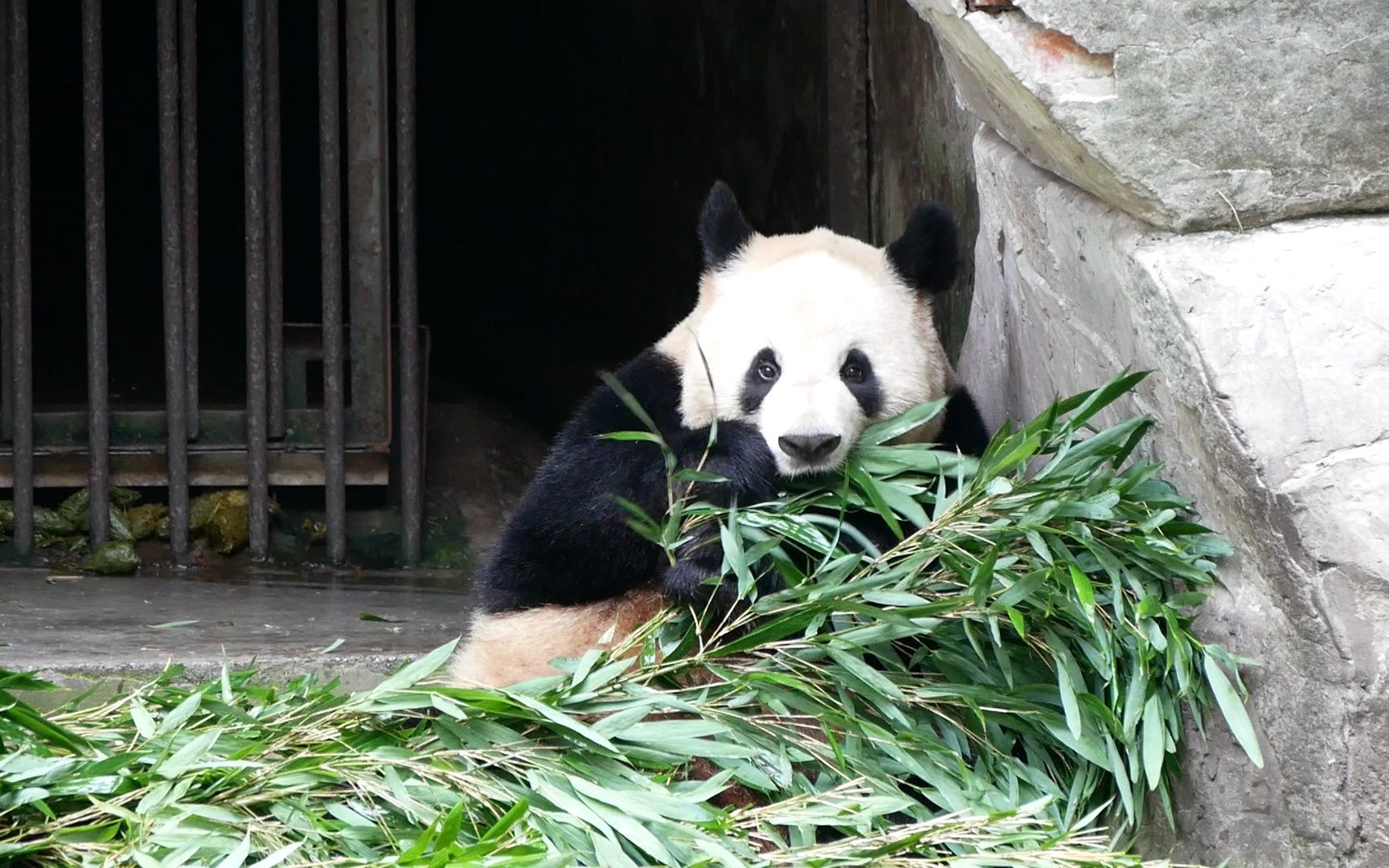 [图]【重庆动物园】好奇吃竹子