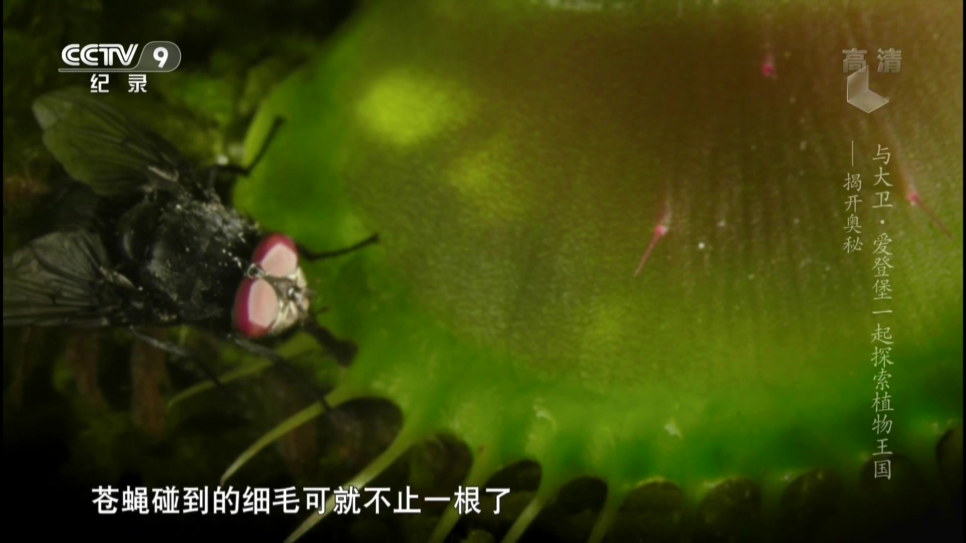 [图]与大卫·爱登堡一起探索植物王国 .EP02.揭开奥秘.x264.ac3_1