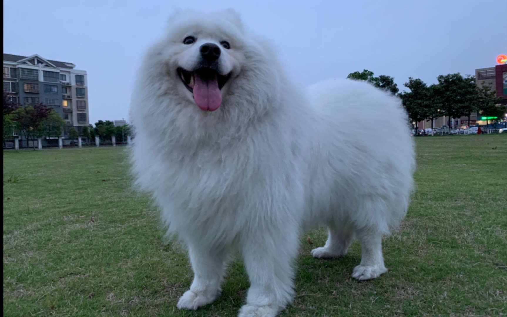 「萨摩耶」熊猫#在户外熊猫总是屏蔽我的,哪怕骗他我要回家了,依然当