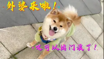 长毛柴犬大家见过吗 是不是很蠢萌呀 哔哩哔哩 Bilibili